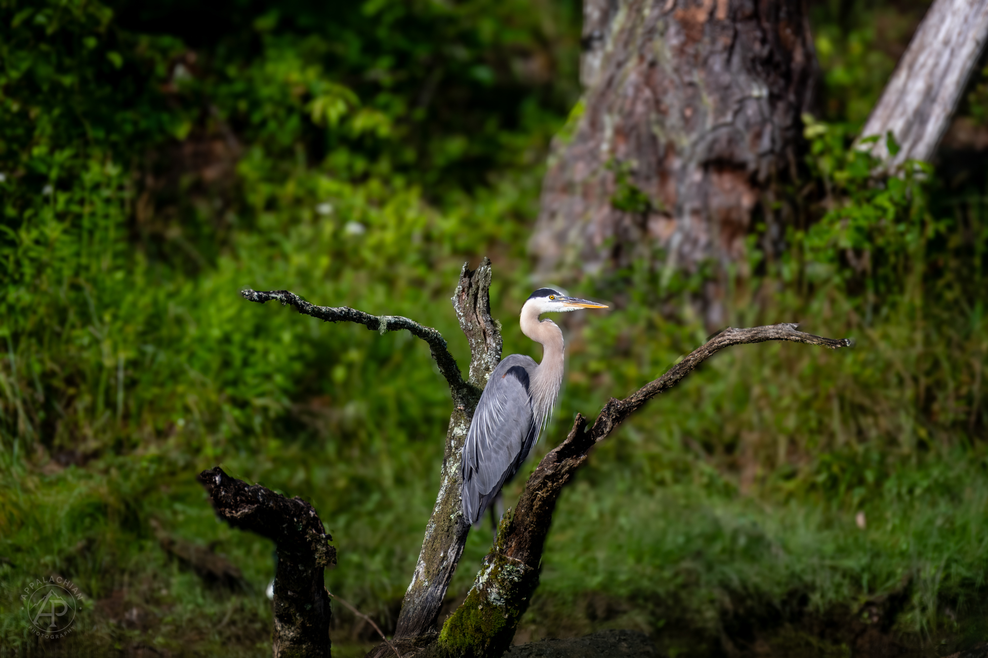 Great Blue Heron