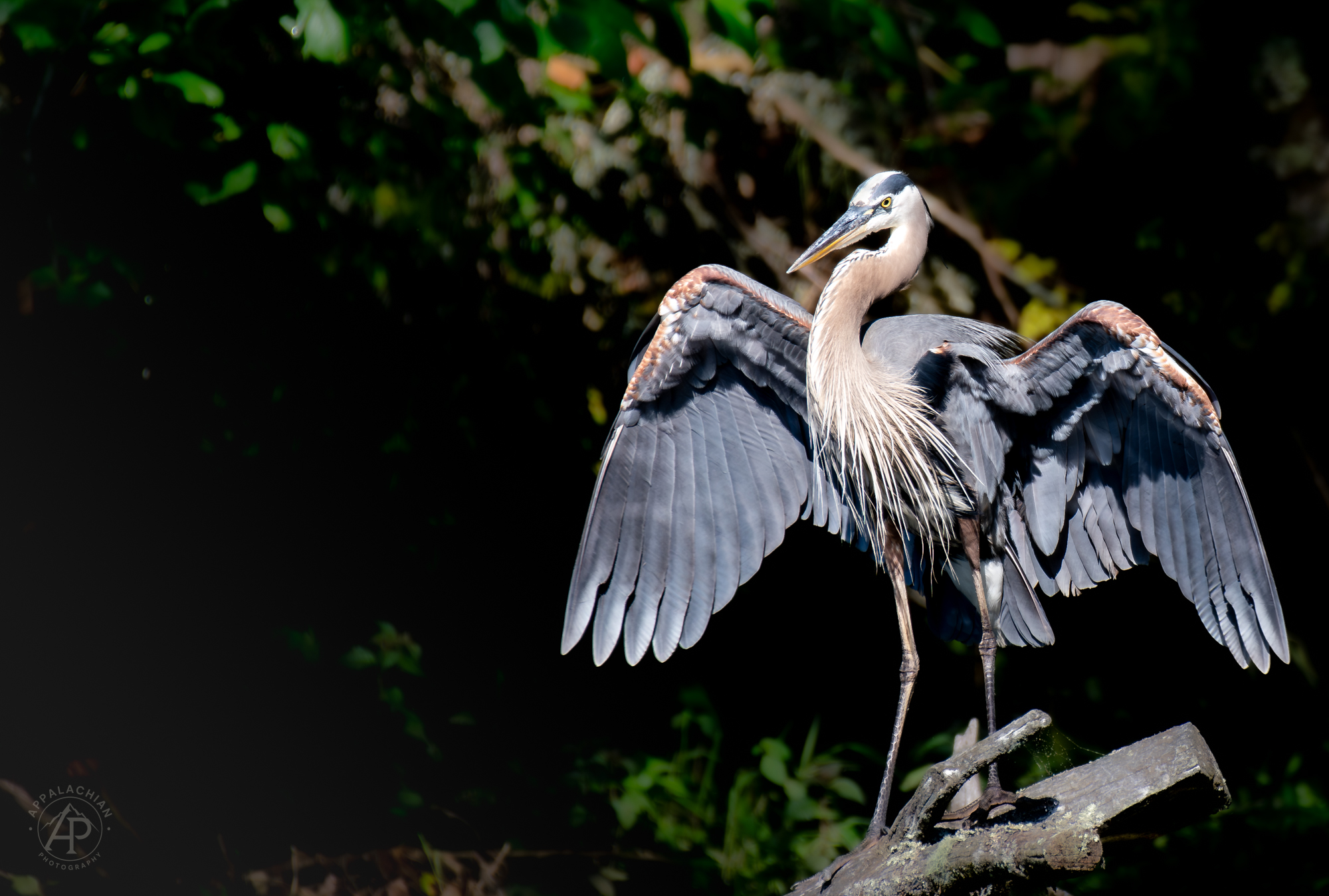 Great Blue Heron Wings Spread