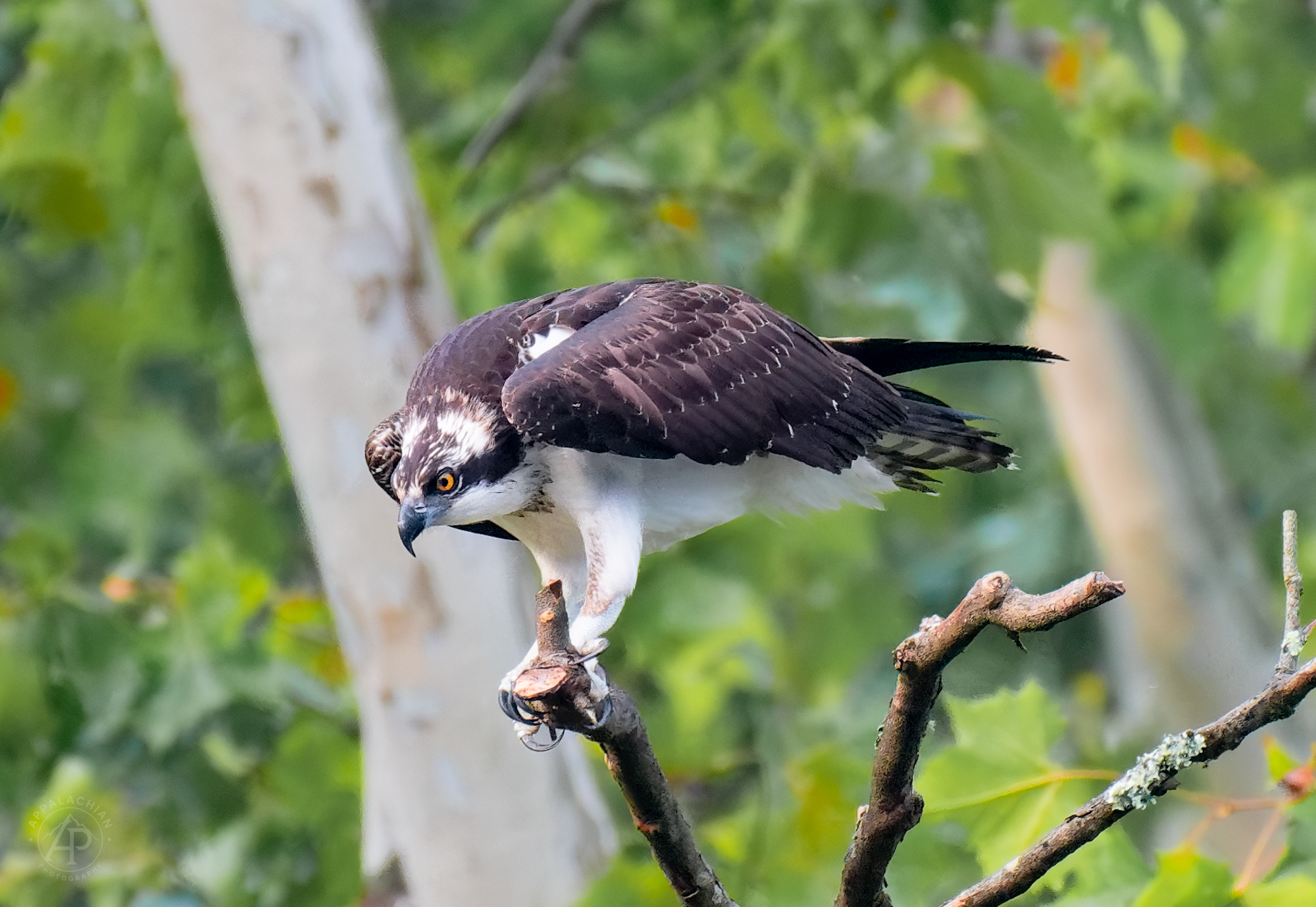 Osprey