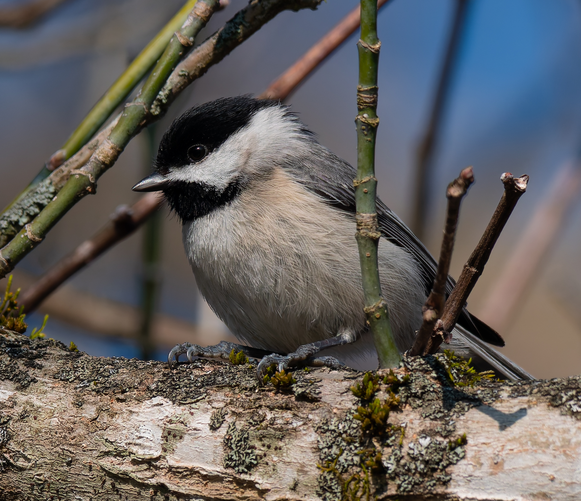 Carolina Chickadee