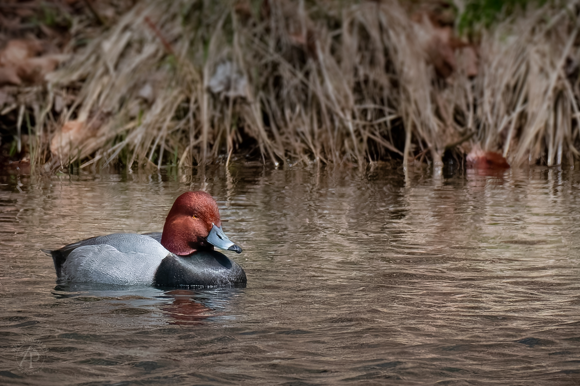 Redhead Duck