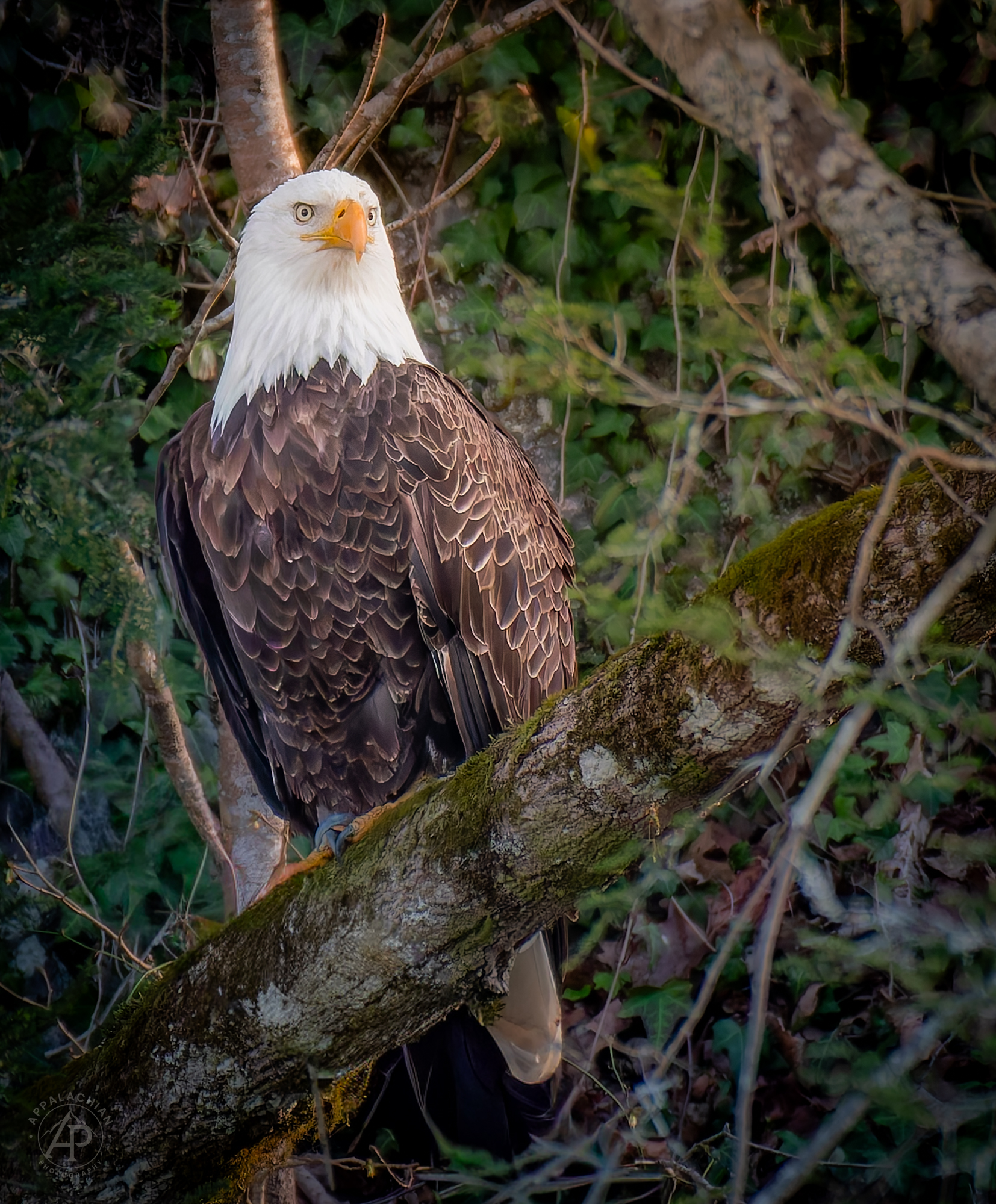 Bald Eagle