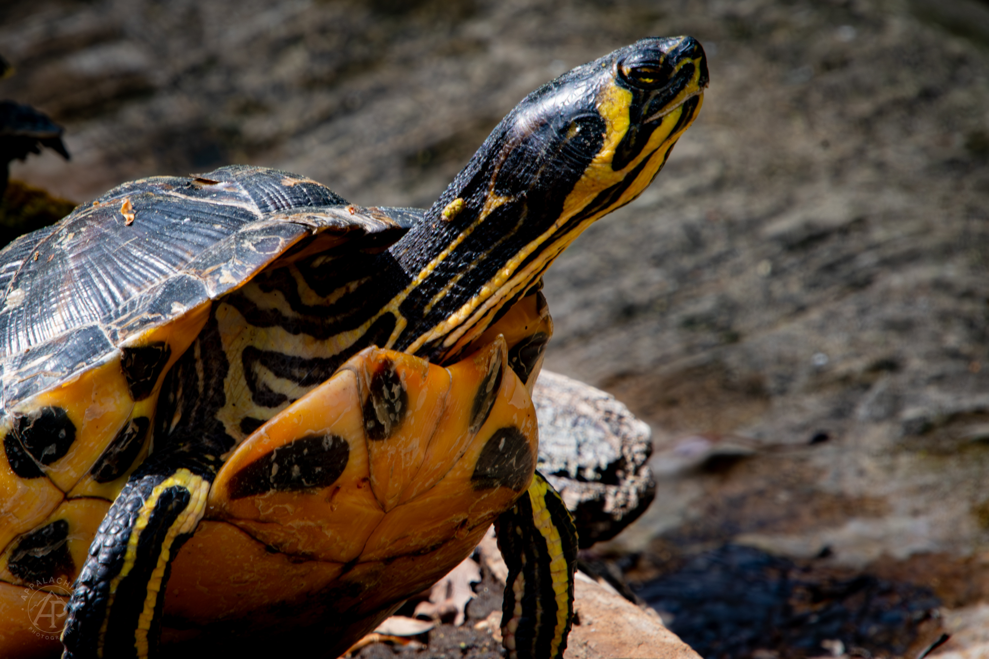 Yellow-bellied Slider Turtle